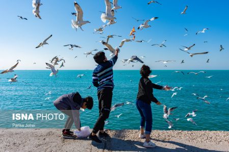 اخبارگوناگون,خبرهای گوناگون ,پرواز شالوها اخبارگوناگون,خبرهای گوناگون ,پرواز شالوها