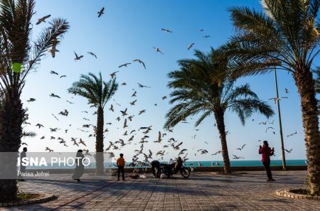اخبارگوناگون,خبرهای گوناگون ,پرواز شالوها اخبارگوناگون,خبرهای گوناگون ,پرواز شالوها