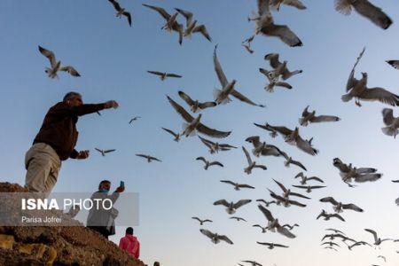اخبارگوناگون,خبرهای گوناگون ,پرواز شالوها اخبارگوناگون,خبرهای گوناگون ,پرواز شالوها