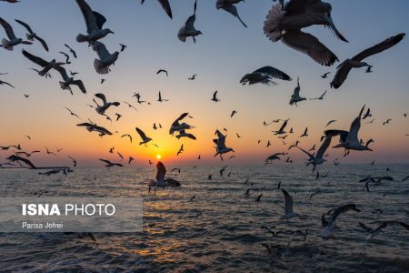 اخبارگوناگون,خبرهای گوناگون ,پرواز شالوها اخبارگوناگون,خبرهای گوناگون ,پرواز شالوها