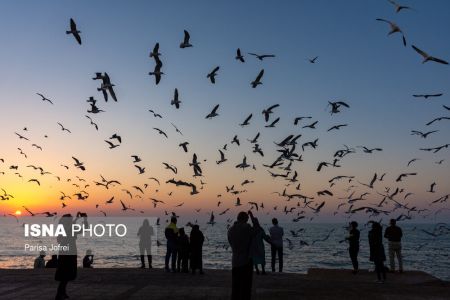 اخبارگوناگون,خبرهای گوناگون ,پرواز شالوها اخبارگوناگون,خبرهای گوناگون ,پرواز شالوها