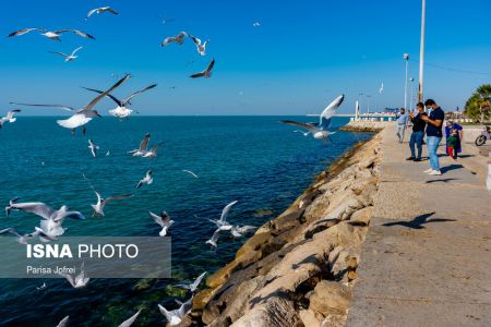 اخبارگوناگون,خبرهای گوناگون ,پرواز شالوها اخبارگوناگون,خبرهای گوناگون ,پرواز شالوها