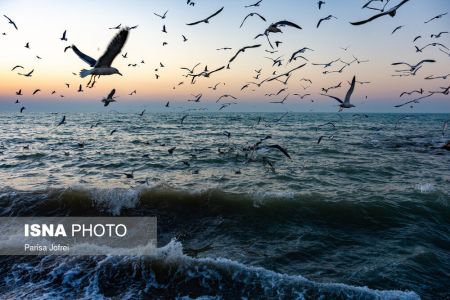 اخبارگوناگون,خبرهای گوناگون ,پرواز شالوها اخبارگوناگون,خبرهای گوناگون ,پرواز شالوها