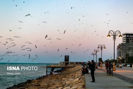 اخبارگوناگون,خبرهای گوناگون ,پرواز شالوها اخبارگوناگون,خبرهای گوناگون ,پرواز شالوها