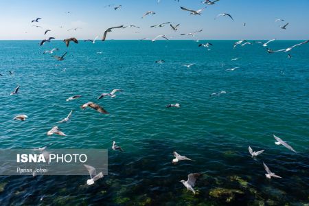 اخبارگوناگون,خبرهای گوناگون ,پرواز شالوها اخبارگوناگون,خبرهای گوناگون ,پرواز شالوها