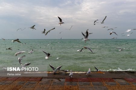 اخبارگوناگون,خبرهای گوناگون ,پرواز شالوها اخبارگوناگون,خبرهای گوناگون ,پرواز شالوها