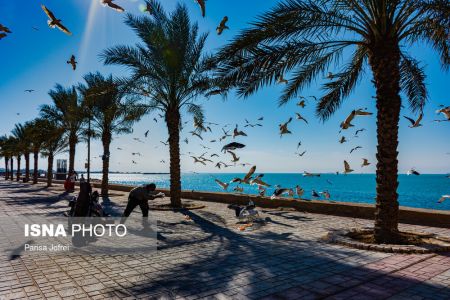 اخبارگوناگون,خبرهای گوناگون ,پرواز شالوها اخبارگوناگون,خبرهای گوناگون ,پرواز شالوها