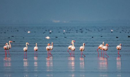 اخبارگوناگون,خبرهای گوناگون ,تالاب بین المللی میانکاله اخبارگوناگون,خبرهای گوناگون ,تالاب بین المللی میانکاله