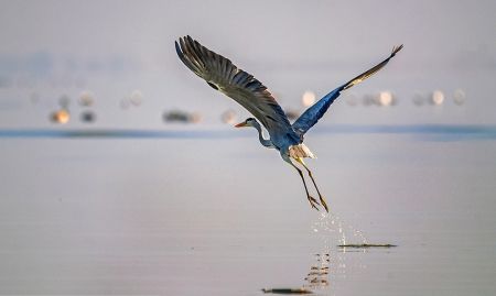اخبارگوناگون,خبرهای گوناگون ,تالاب بین المللی میانکاله اخبارگوناگون,خبرهای گوناگون ,تالاب بین المللی میانکاله
