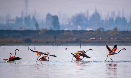 اخبارگوناگون,خبرهای گوناگون ,تالاب بین المللی میانکاله اخبارگوناگون,خبرهای گوناگون ,تالاب بین المللی میانکاله