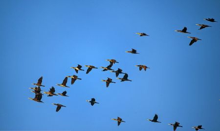 اخبارگوناگون,خبرهای گوناگون ,تالاب بین المللی میانکاله اخبارگوناگون,خبرهای گوناگون ,تالاب بین المللی میانکاله