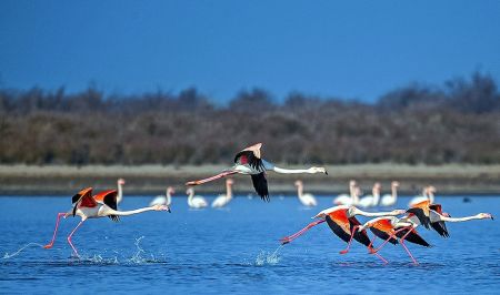 اخبارگوناگون,خبرهای گوناگون ,تالاب بین المللی میانکاله اخبارگوناگون,خبرهای گوناگون ,تالاب بین المللی میانکاله