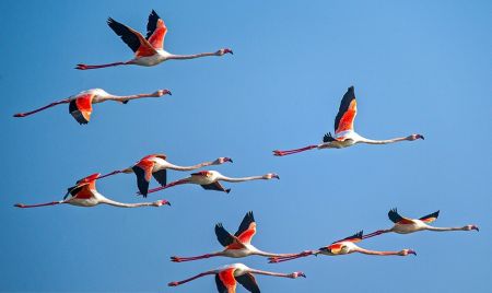 اخبارگوناگون,خبرهای گوناگون ,تالاب بین المللی میانکاله اخبارگوناگون,خبرهای گوناگون ,تالاب بین المللی میانکاله