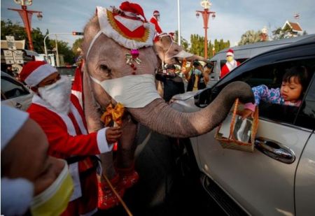  اخبارگوناگون,خبرهای گوناگون ,فیل‌ها ماسک هدیه می‌دهند