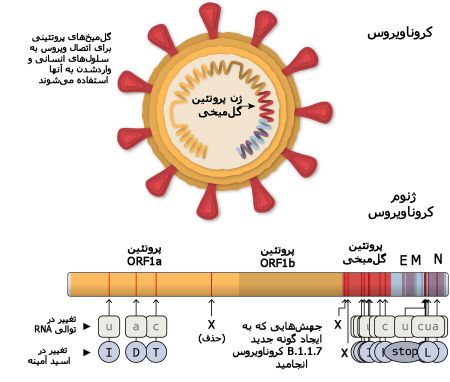 اخبار,اخبار پزشکی,ویروس کرونا انگلیسی