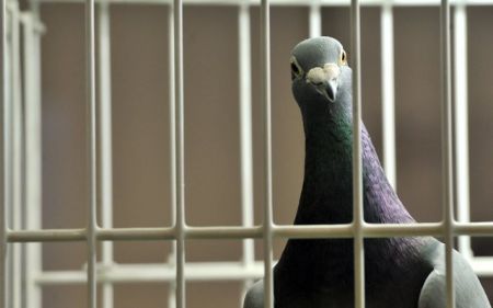 اخبار,اخبار بین الملل,کبوتری در استرالیا اخبار,اخبار بین الملل,کبوتری در استرالیا