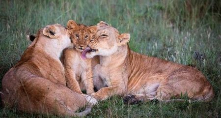 اخبارگوناگون,خبرهای گوناگون , لیس زدن بچه شیر اخبارگوناگون,خبرهای گوناگون , لیس زدن بچه شیر