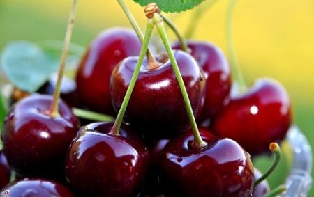 اخباراقتصادی ,خبرهای اقتصادی ,گیلاس گلخانهای اخباراقتصادی ,خبرهای اقتصادی,گیلاس گلخانهای
