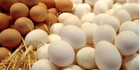 اخباراقتصادی ,خبرهای اقتصادی , تخممرغ اخباراقتصادی ,خبرهای اقتصادی, تخممرغ