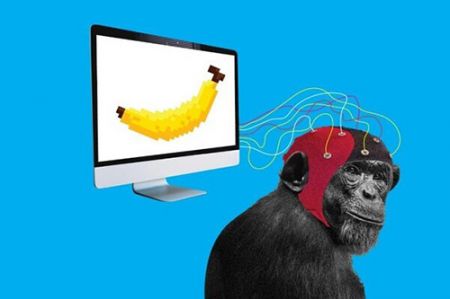 اخبار علمی,خبرهای علمی ,مغز میمونها اخبار علمی ,خبرهای علمی,مغز میمونها