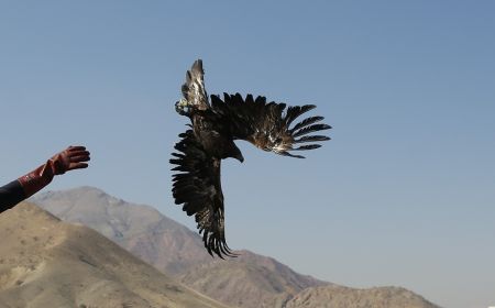 اخبارگوناگون,خبرهای گوناگون ,رهاسازی پرندگان شکاری اخبارگوناگون,خبرهای گوناگون ,رهاسازی پرندگان شکاری