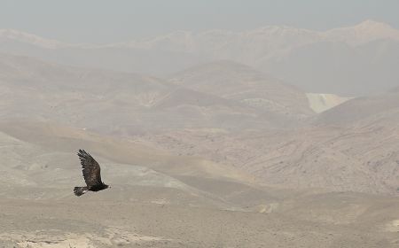 اخبارگوناگون,خبرهای گوناگون ,رهاسازی پرندگان شکاری اخبارگوناگون,خبرهای گوناگون ,رهاسازی پرندگان شکاری