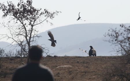  اخبارگوناگون,خبرهای گوناگون ,رهاسازی پرندگان شکاری