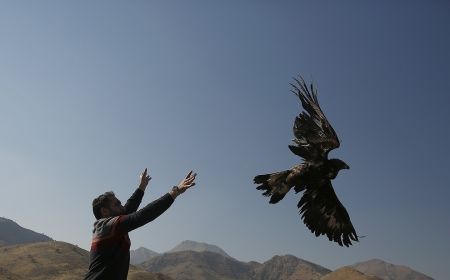 اخبارگوناگون,خبرهای گوناگون ,رهاسازی پرندگان شکاری اخبارگوناگون,خبرهای گوناگون ,رهاسازی پرندگان شکاری
