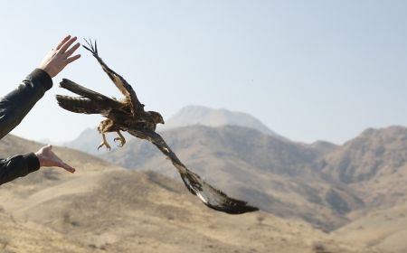 اخبارگوناگون,خبرهای گوناگون ,رهاسازی پرندگان شکاری اخبارگوناگون,خبرهای گوناگون ,رهاسازی پرندگان شکاری