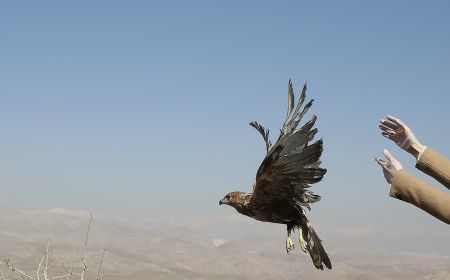  اخبارگوناگون,خبرهای گوناگون ,رهاسازی پرندگان شکاری