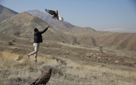  اخبارگوناگون,خبرهای گوناگون ,رهاسازی پرندگان شکاری