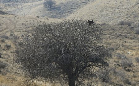  اخبارگوناگون,خبرهای گوناگون ,رهاسازی پرندگان شکاری