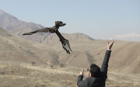  اخبارگوناگون,خبرهای گوناگون ,رهاسازی پرندگان شکاری