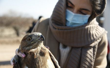  اخبارگوناگون,خبرهای گوناگون ,رهاسازی پرندگان شکاری