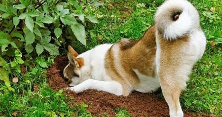 اخبار علمی,خبرهای علمی ,سگها اخبار علمی,خبرهای علمی ,سگها