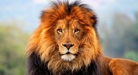 اخبارگوناگون,خبرهای گوناگون ,شخصیت خوابیدنِ اخبارگوناگون,خبرهای گوناگون ,شخصیت خوابیدنِ