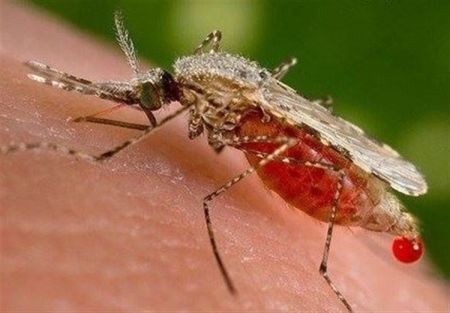 اخبار,اخبار پزشکی,ویروس تب استخوان شکن اخبار,اخبار پزشکی,ویروس تب استخوان شکن
