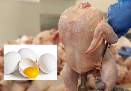 اخبار,اخبار اقتصادی,مرغ و تخم مرغ