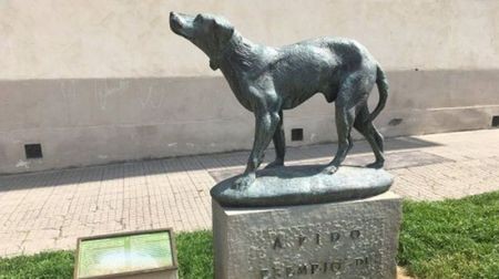 اخبار,اخبار گوناگون,وفاداری سگ اخبار,اخبار گوناگون,وفاداری سگ