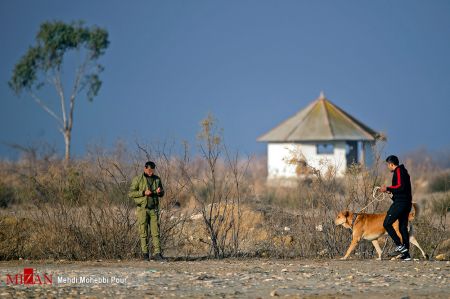 اخبار,اخبار اجتماعی,جنگ خونین سگ ها در شهر گلوگاه