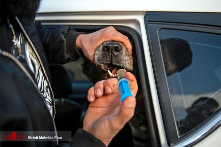اخبار,اخبار اجتماعی,جنگ خونین سگ ها در شهر گلوگاه