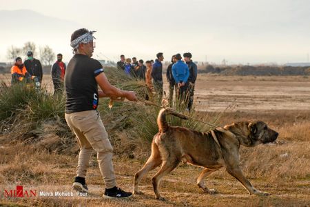 اخبار,اخبار اجتماعی,جنگ خونین سگ ها در شهر گلوگاه