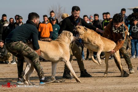 اخبار,اخبار اجتماعی,جنگ خونین سگ ها در شهر گلوگاه