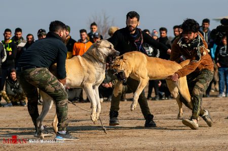 اخبار,اخبار اجتماعی,جنگ خونین سگ ها در شهر گلوگاه