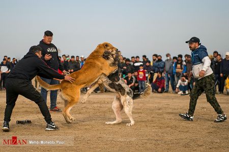 اخبار,اخبار اجتماعی,جنگ خونین سگ ها در شهر گلوگاه