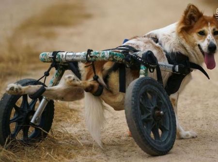 اخبار,اخبار گوناگون,تردد سگ‌های معلول با صندلی چرخدار