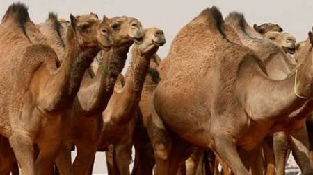اخبار,اخبار گوناگون اخبار,اخبار گوناگون