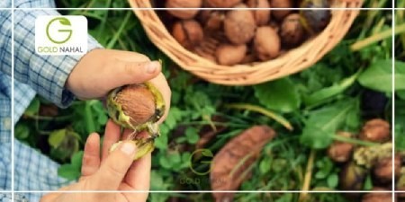 بهترین نهال گردو نهال گردو,بهترین نهال گردو,خرید بهترین نهال گردو