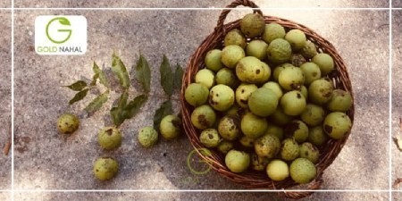 خرید بهترین نهال گردو نهال گردو,بهترین نهال گردو,خرید بهترین نهال گردو