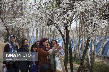  اخبارگوناگون,خبرهای گوناگون ,رویش زودهنگام شکوفه‌ها